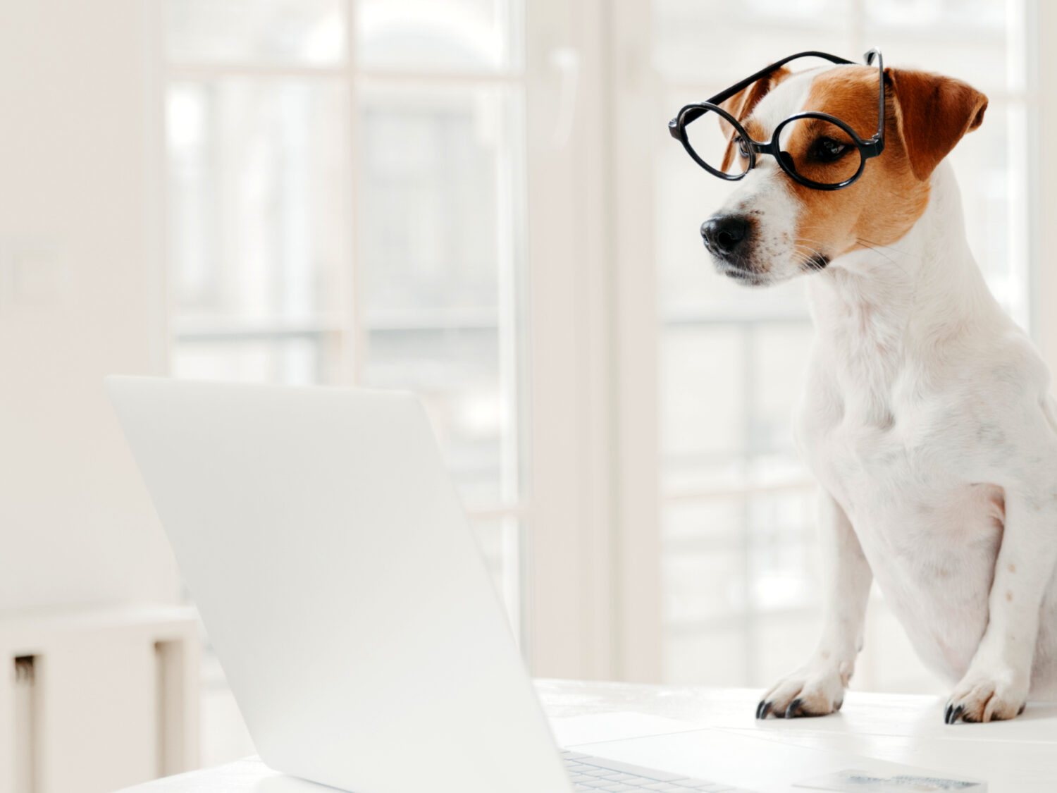 Businessman concentrated in display of laptop computer, writes down notes, works with favourite pet, pose in home office, wear spectacles, work freelance. People, work, technology, animals concept