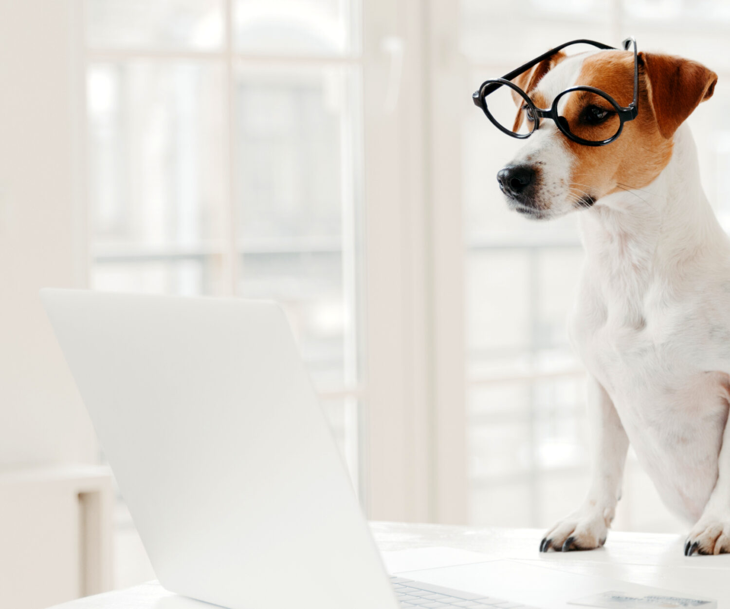 Businessman concentrated in display of laptop computer, writes down notes, works with favourite pet, pose in home office, wear spectacles, work freelance. People, work, technology, animals concept